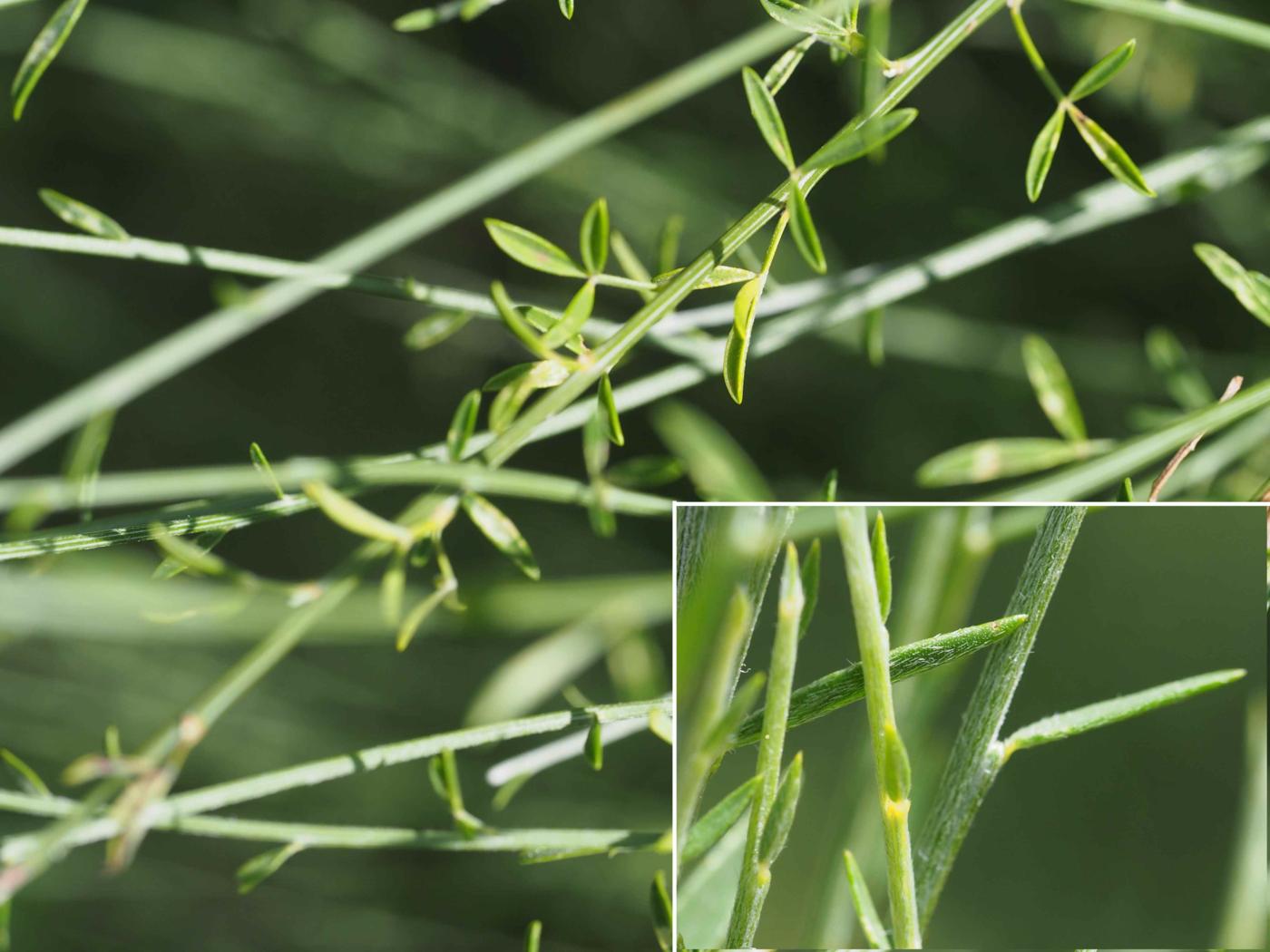 Broom, Portugese leaf